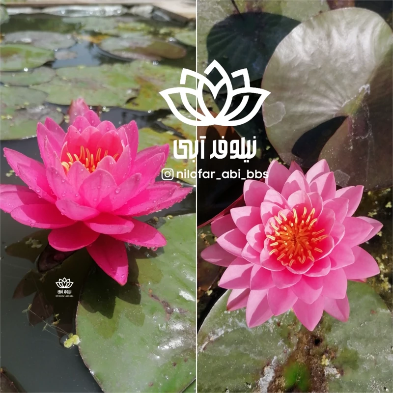 نیلوفر آبی سرخ آبی و صورتی هلندی  ( بوته)