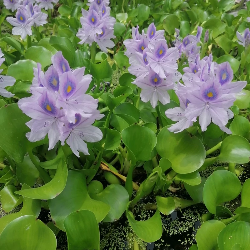 سنبل آبی (پک 4 عددی)