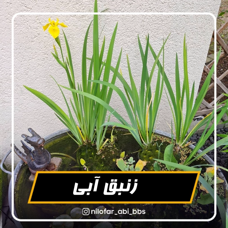زنبق آبی ( بوته)