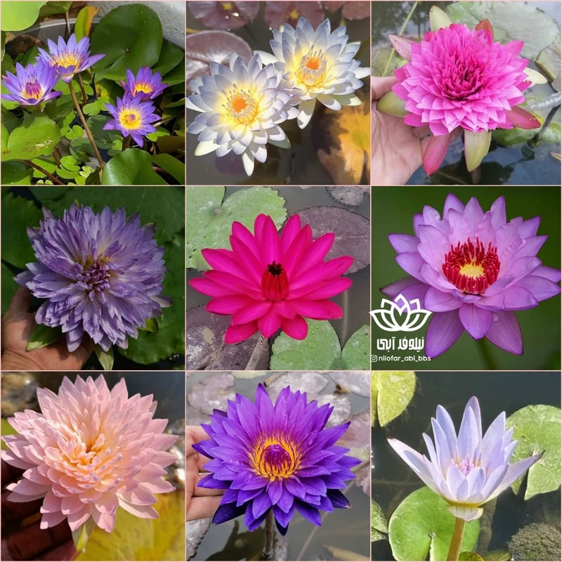 نیلوفر آبی گرمسیری Tropical (ریزوم ) قبل ثبت سفارش هماهنگ کنید