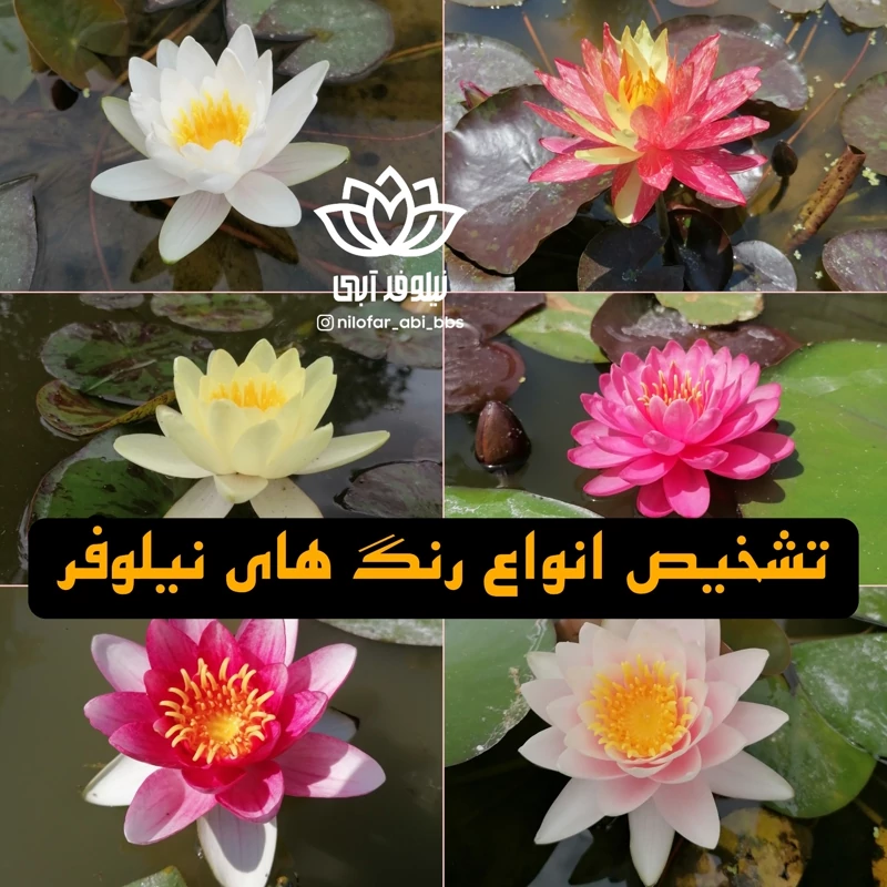 گل و گیاه نیلوفرآبی هلندی ( بوته )