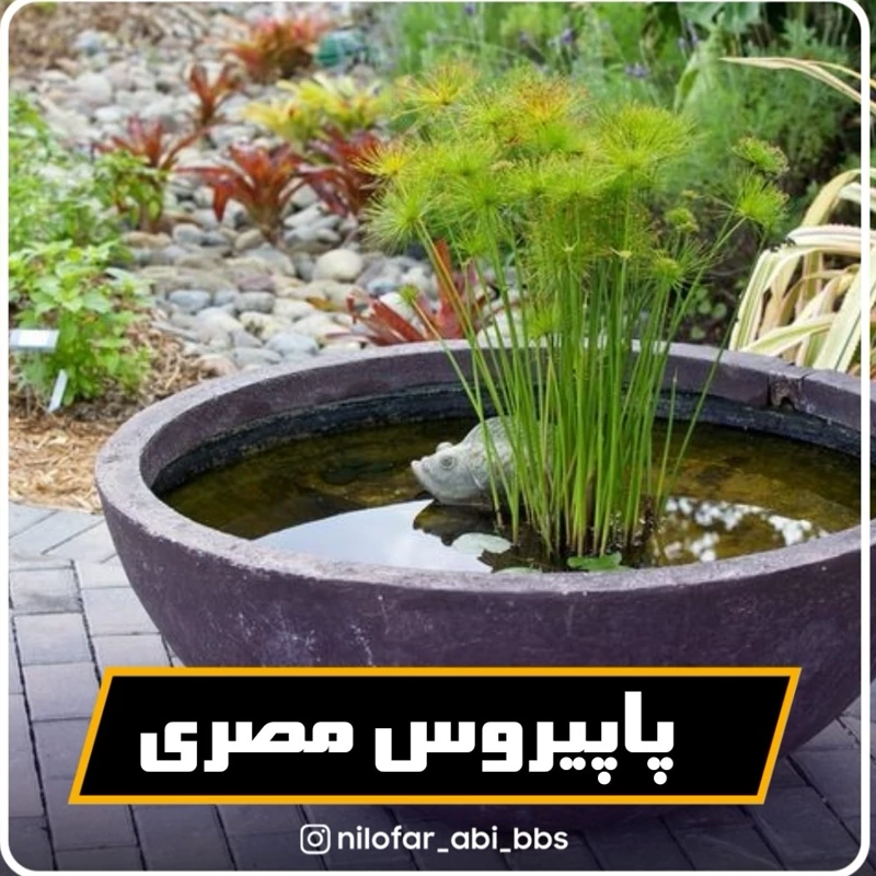 پاپیروس مصری  ( بوته )