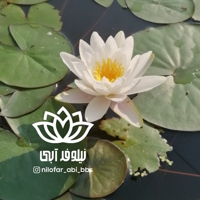 نیلوفر آبی سفید هلندی  ( بوته )