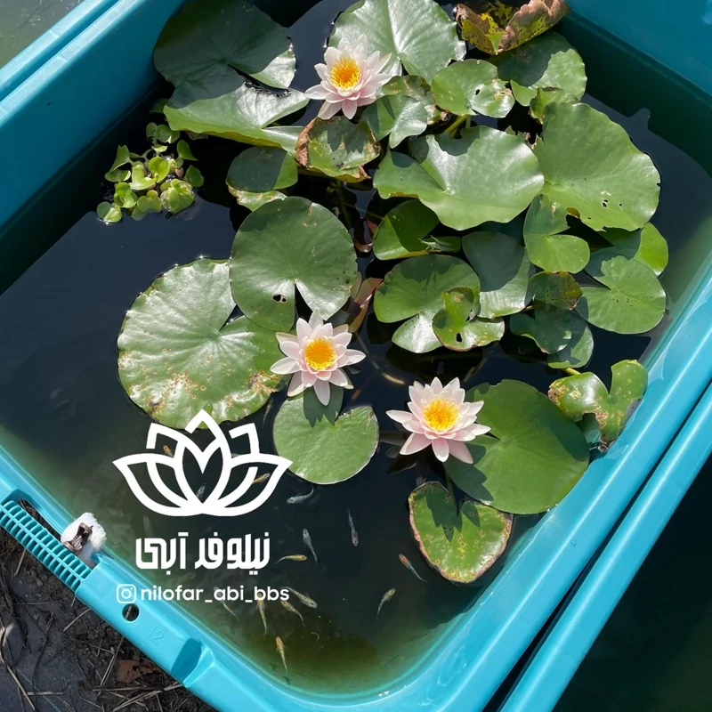 نیلوفرآبی صورتی  هلندی  ( بوته )
