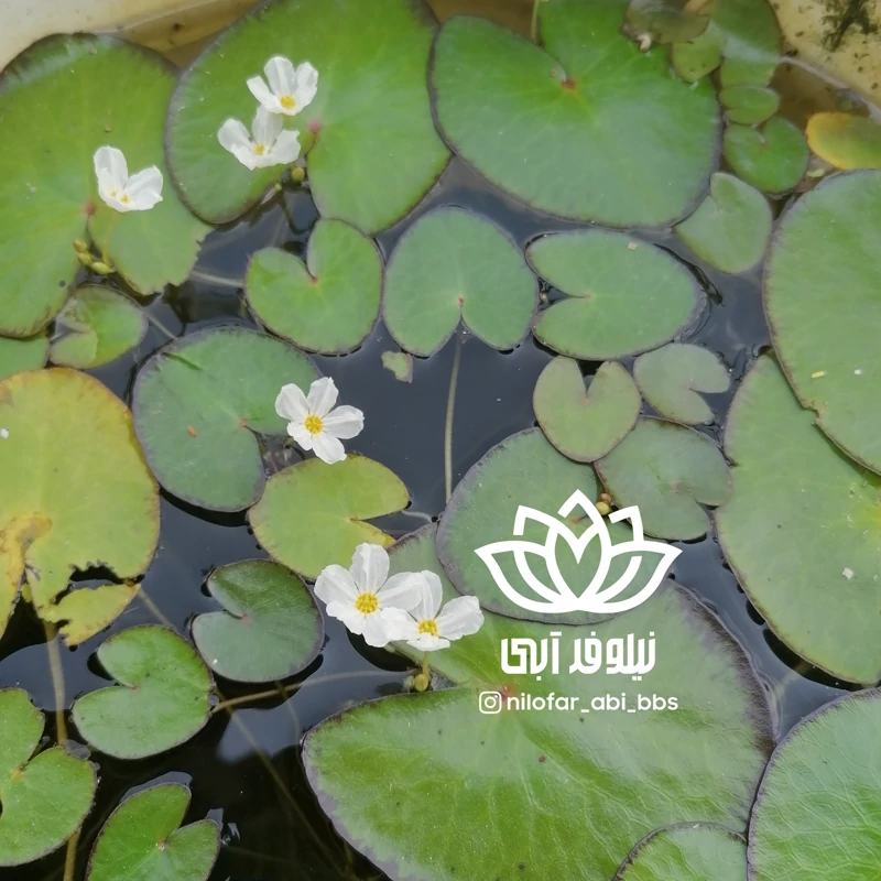 نیلوفرآبی مینیاتوری کریستا  ( بوته)