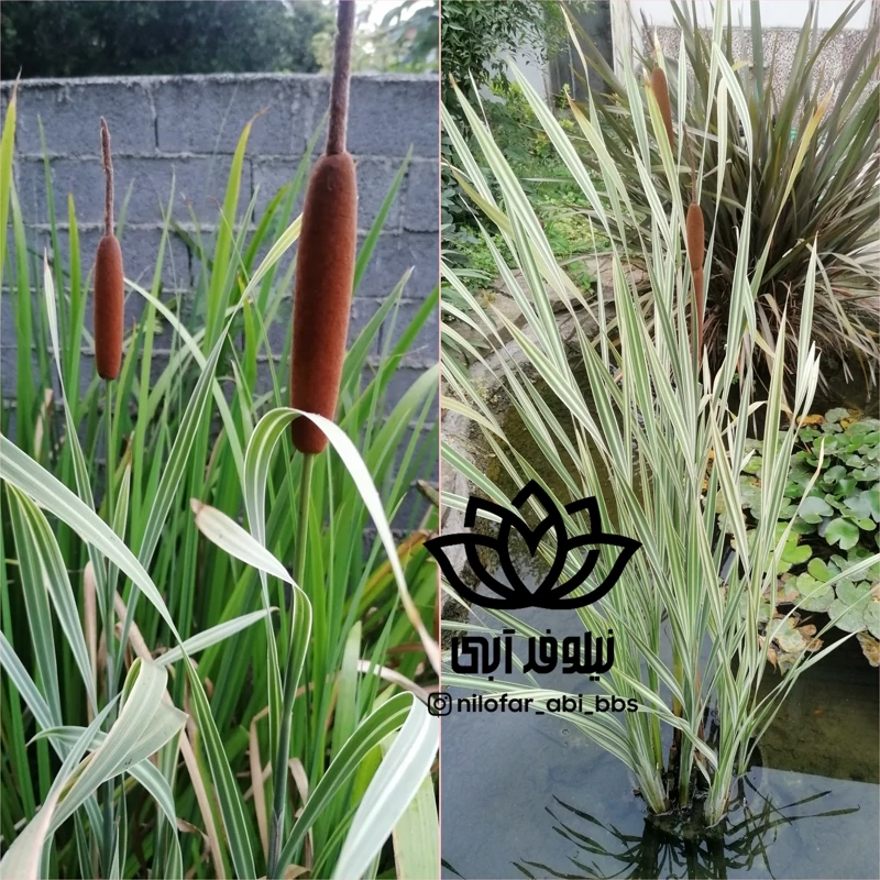 لویی ابلق  ( بوته )