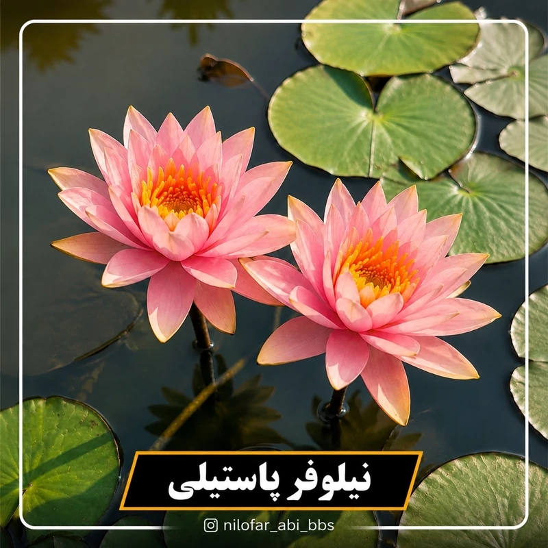 نیلوفر آبی استرالیایی پاستیلی