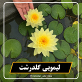 نیلوفرآبی استرالیایی لیمویی گلدرشت