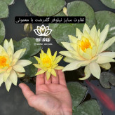 نیلوفرآبی استرالیایی لیمویی گلدرشت