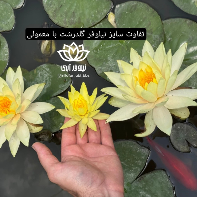 نیلوفرآبی استرالیایی لیمویی گلدرشت