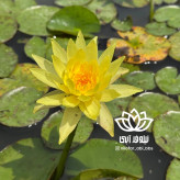نیلوفر آبی استرالیایی زرد مینیاتوری