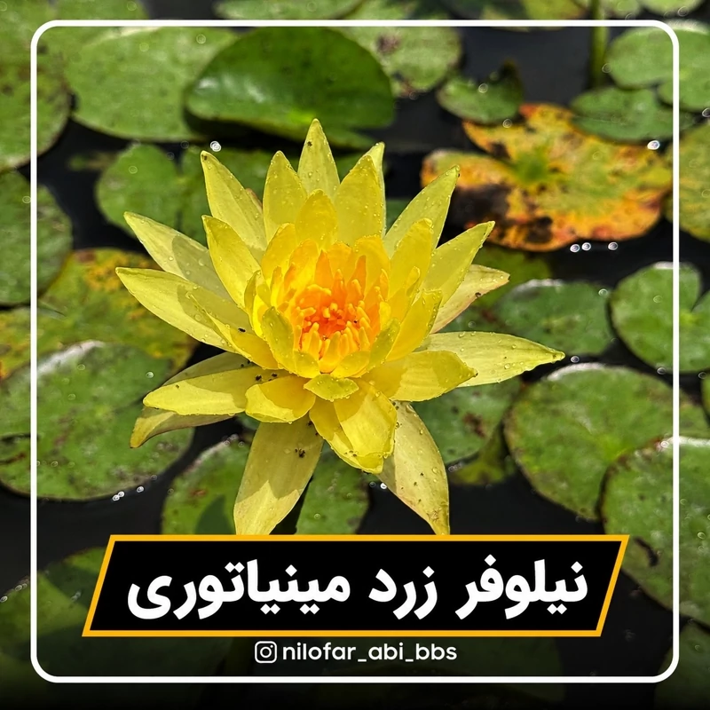 نیلوفر آبی استرالیایی زرد مینیاتوری