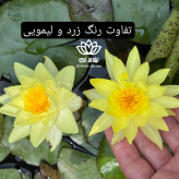 نیلوفر آبی استرالیایی زرد مینیاتوری