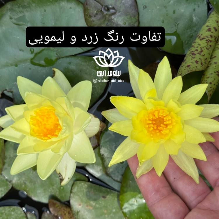 نیلوفر آبی استرالیایی زرد مینیاتوری