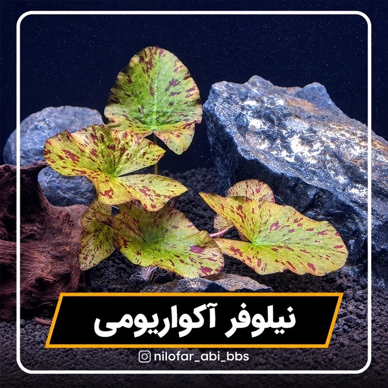 نیلوفر آبی آکواریومی