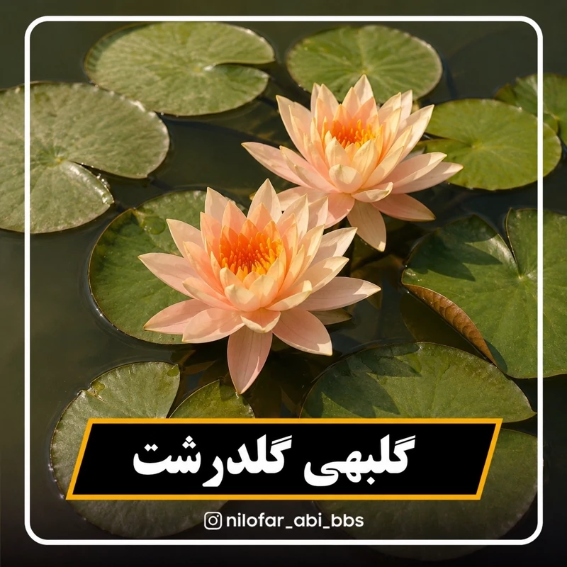 نیلوفر آبی استرالیایی گلبهی گلدرشت