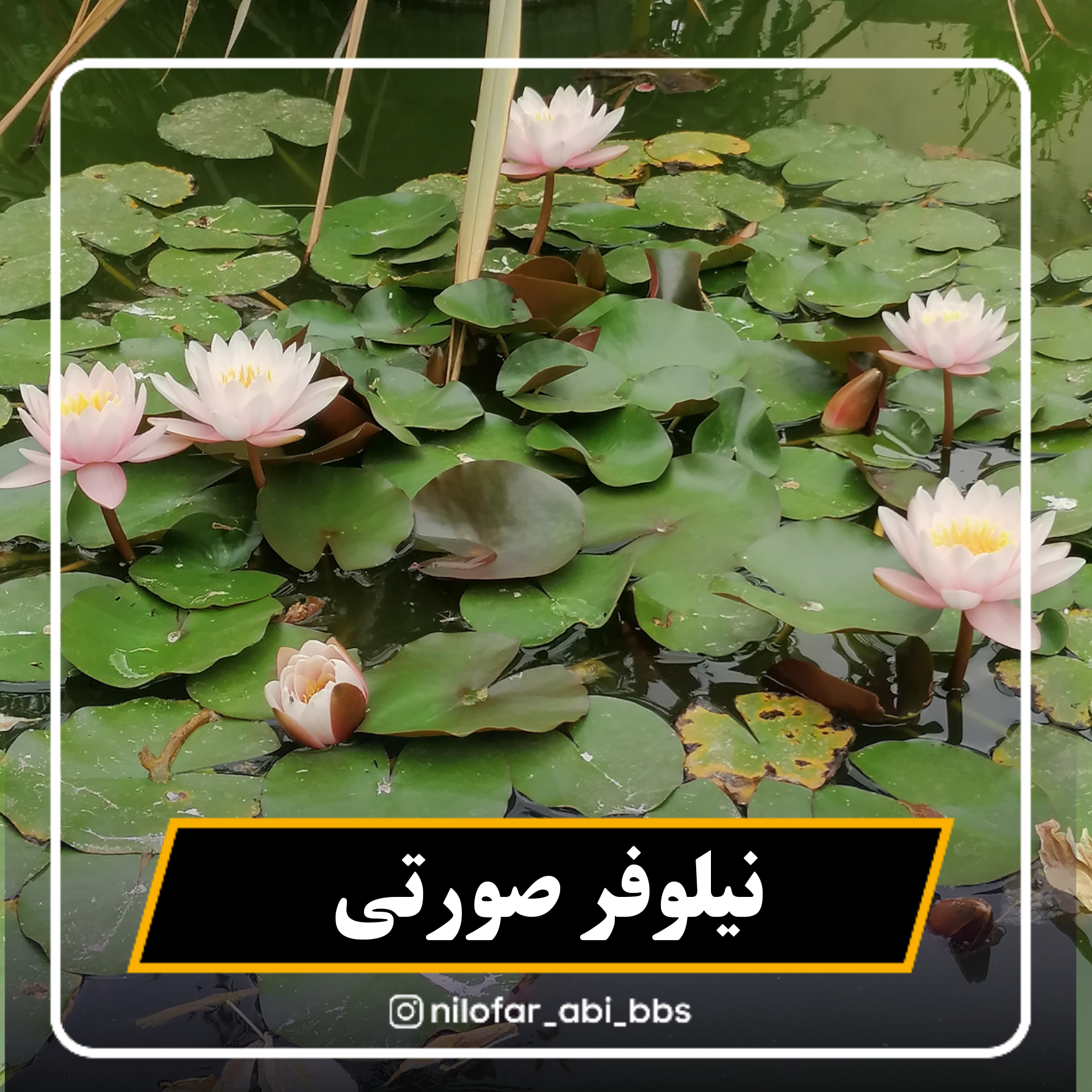 نیلوفر آبی  صورتی هلندی  ( بوته)