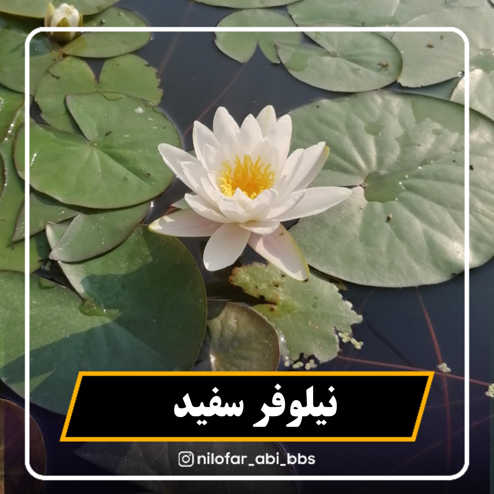 نیلوفر آبی سفید هلندی  ( بوته )