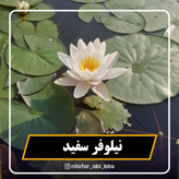 نیلوفر آبی سفید هلندی ( بوته )