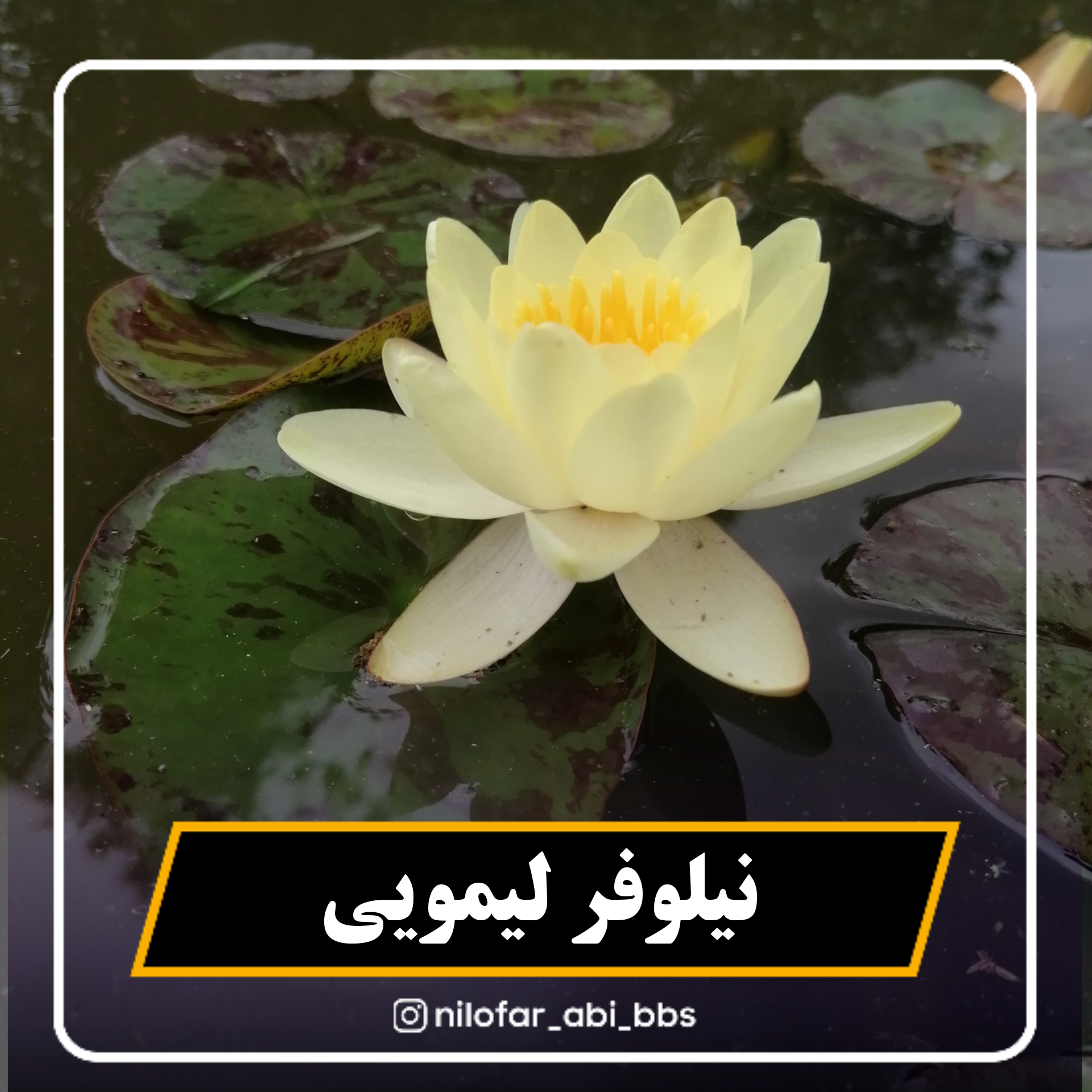 نیلوفر آبی لیمویی  هلندی  ( بوته )