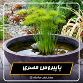 پاپیروس مصری ( بوته )