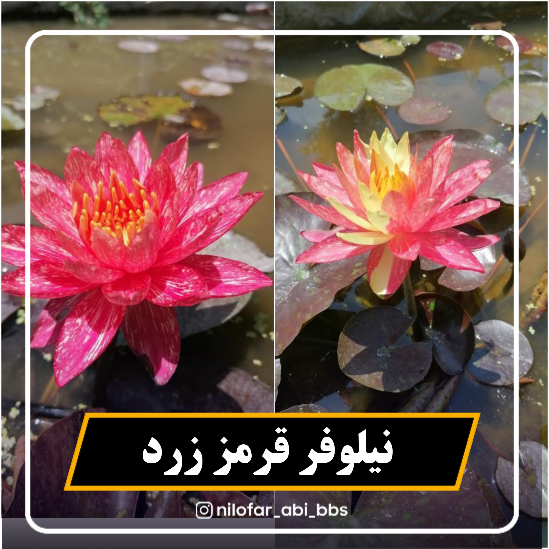 نیلوفر آبی قرمز زرد هلندی  ( بوته )