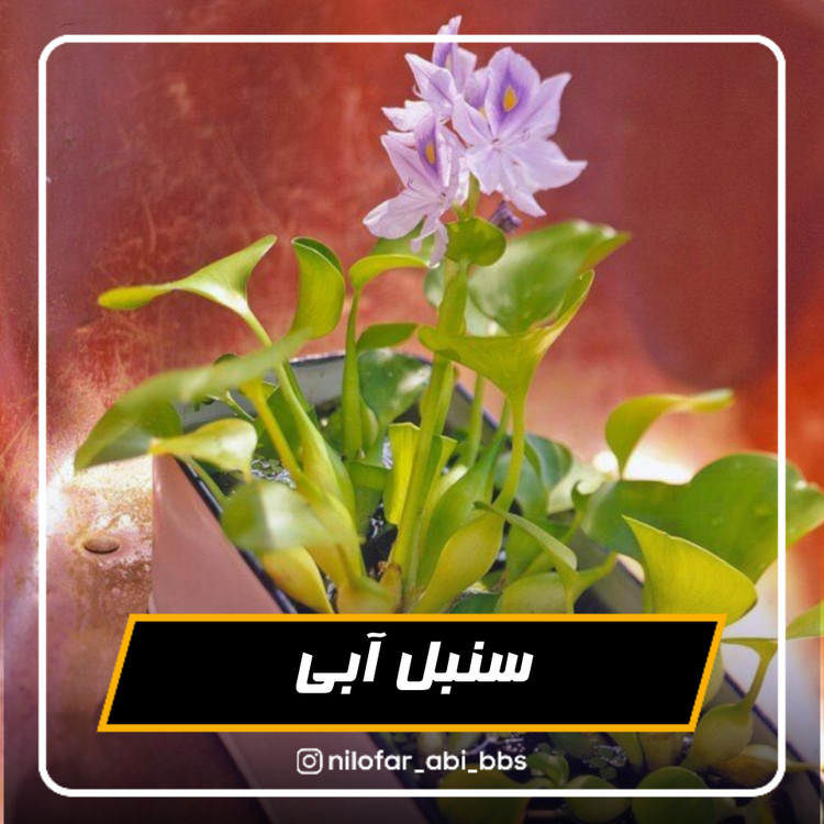 سنبل آبی (پک 4 عددی)