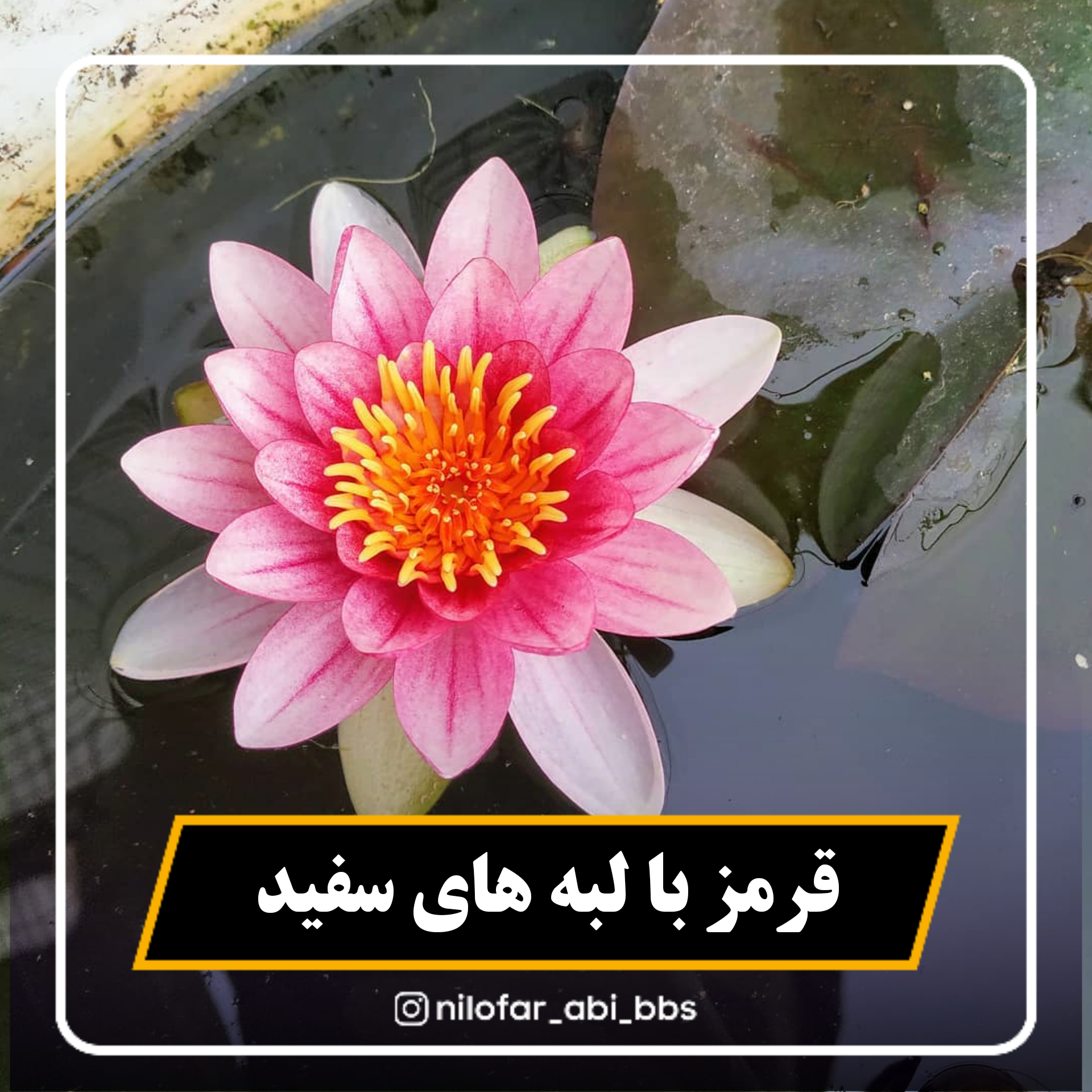 نیلوفر آبی هلندی قرمز با لبه روشن  ( بوته )