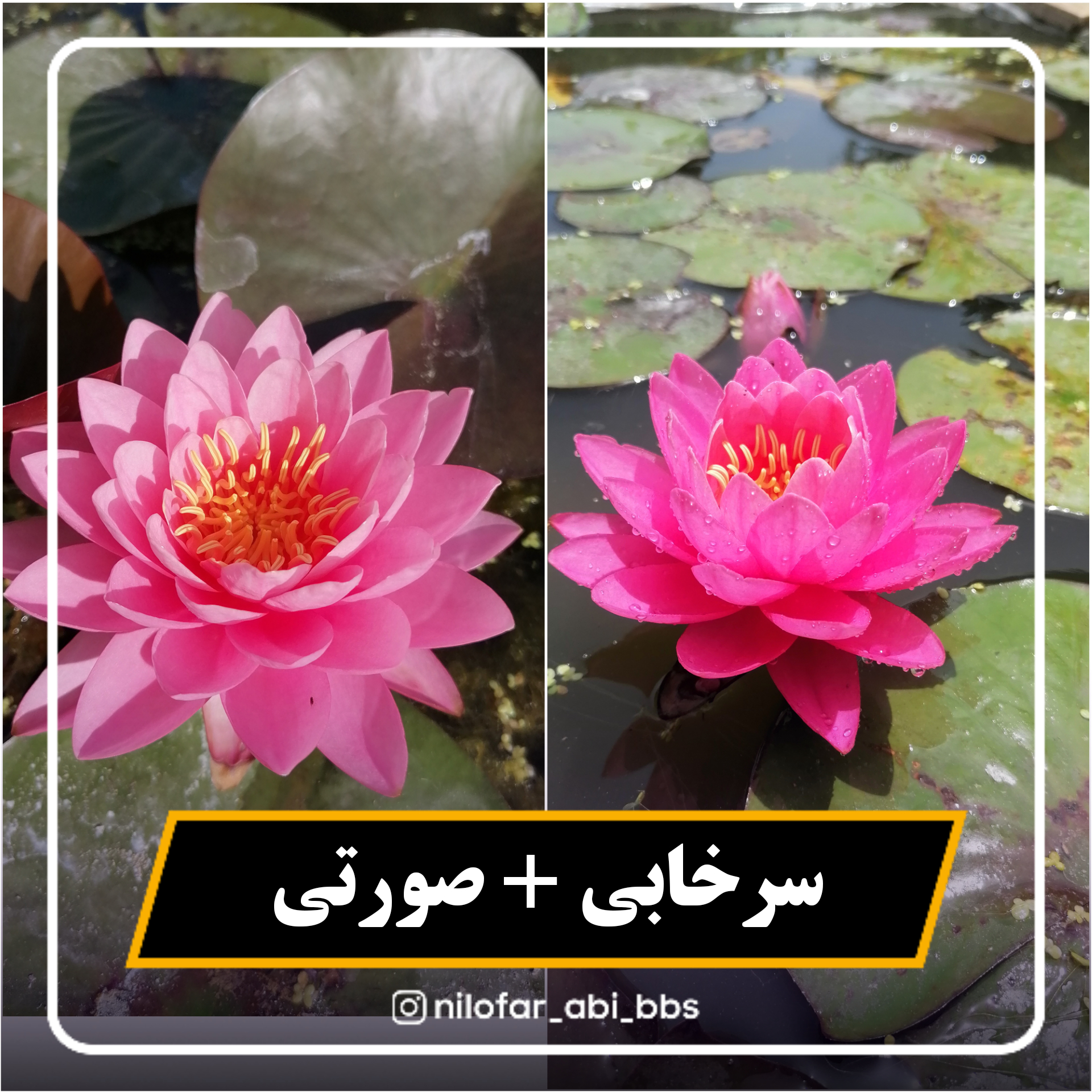 نیلوفر آبی سرخ آبی و صورتی هلندی  ( بوته)
