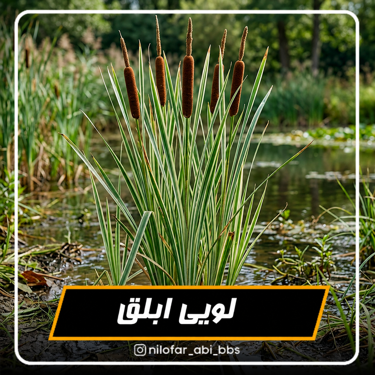 لویی ابلق  ( بوته )