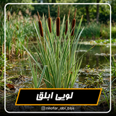لویی ابلق ( بوته )