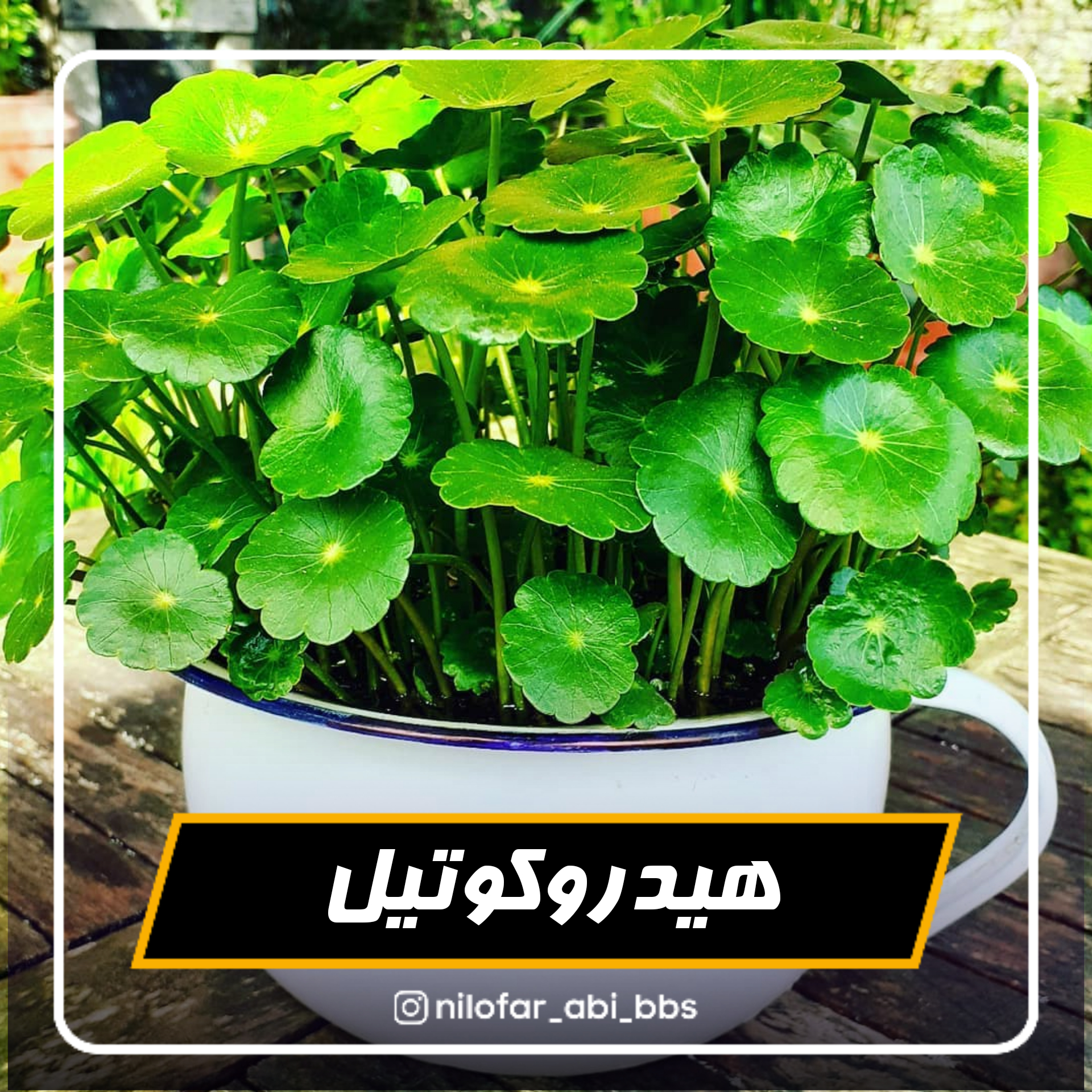 هیدروکوتیل ( گیاه)